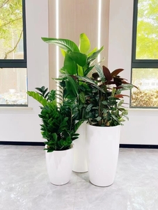 揭秘前湾花木租赁方案，打造独特景观超简单！><div class=