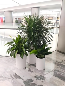 宁波镇海盆景租摆哪家好